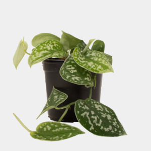 House Plants: Silver Vine