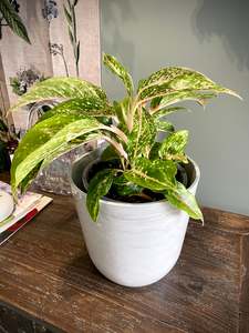 House Plants: Chinese Evergreen Medium