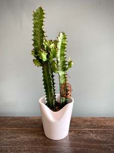House Plants: African Milk Tree w/ Birdcage