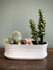 House Plants: Ashley Cacti Set