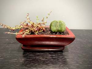 Gifts: Mini Cactus Set