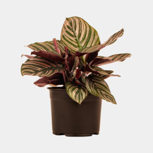 Calathea Ornata