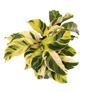 Gifts: Calathea Fusion Yellow