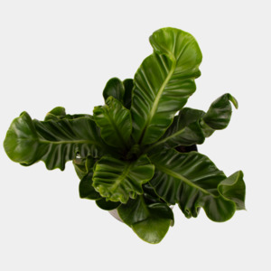 Asplenium Nidus Cobra