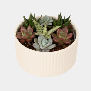 Succulent Bowl