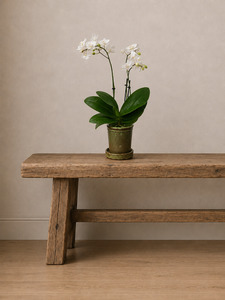 Gifts: The Cottage Orchid