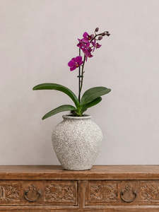 Gifts: Petros Orchid