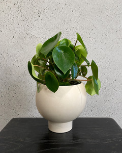 Coin Plant Orbit Set