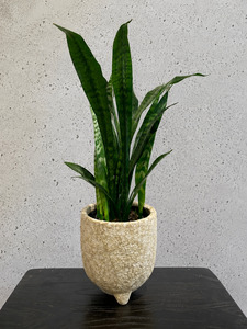 Gifts: Snake Plant Set