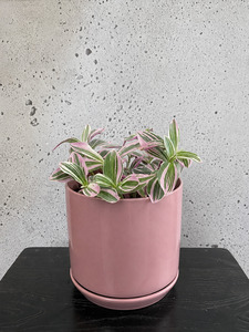 Gifts: Tradescantia Sweetness Set