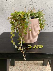Gifts: String of Turtles Set