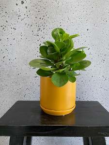 Gifts: Peperomia Green Set