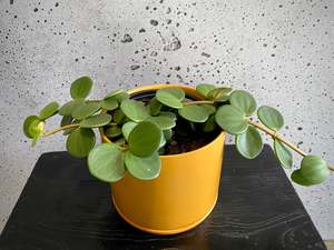 Gifts: Peperomia Hope Set