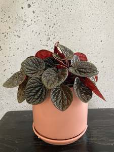 Gifts: Peperomia Chocolat Set