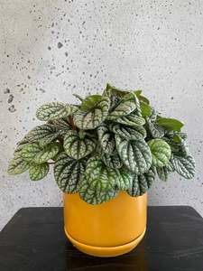 Gifts: Radiator Plant Set