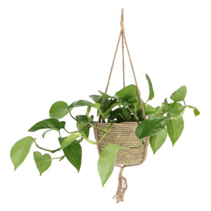 Indoor Hanging Basket