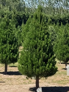 New Zealand Pine - Twiggy Estate