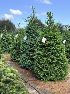 Products: Norway Spruce - Twiggy Estate