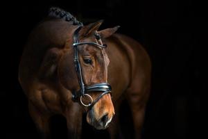 Ps Of Sweden: PS of Sweden Bridle GP