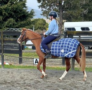 All: TERRAIN Exercise Quarter Sheet - Wool Lined
