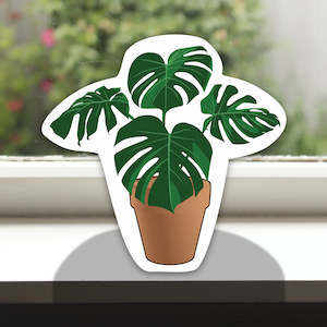 Pot Plant Monstera