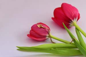 Entwined Lily Pendant - Gold