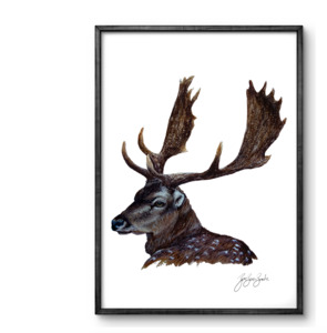 Fallow Buck Watercolour Print - Unjustified Risk
