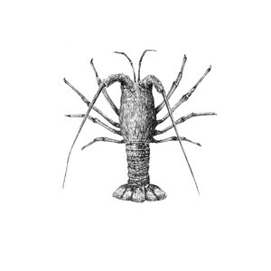 Products: Crayfish Fine Art Print - Unjustified Risk