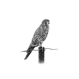 Products: New Zealand Falcon Fine Art Print - Unjustified Risk