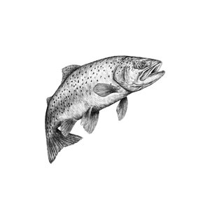 Trout Fine Art Print - Unjustified Risk
