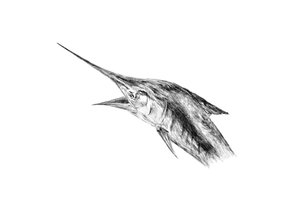 Marlin Jumping Fine Art Print - Unjustified Risk