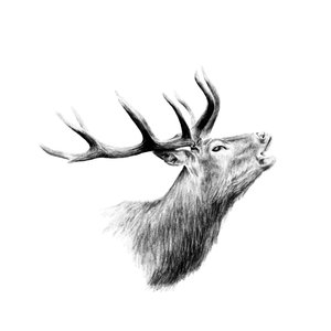 Roaring Stag Fine Art Print - Unjustified Risk