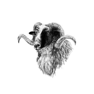 Ram Fine Art Print - Unjustified Risk