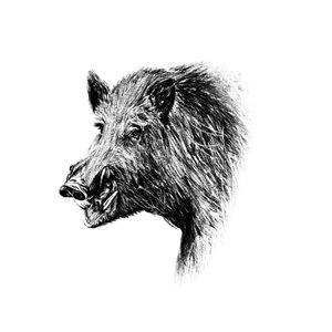 Products: Boar Fine Art Print - Unjustified Risk