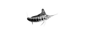 Striped Marlin Fine Art Print - Unjustified Risk