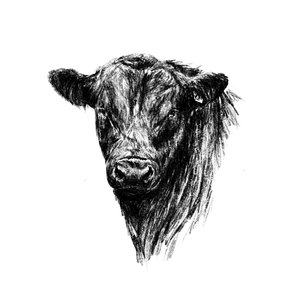 Products: Angus Bull Fine Art Print - Unjustified Risk