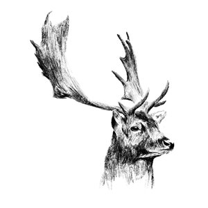 Products: Fallow Buck Fine Art Print - Unjustified Risk