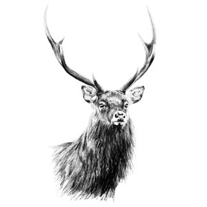 Sika Stag Fine Art Print - Unjustified Risk