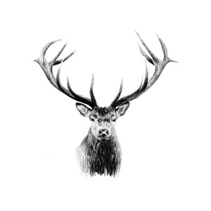 Red Stag Fine Art Print - Unjustified Risk