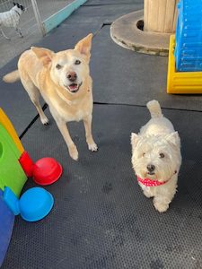 Daycare – unleashedpn