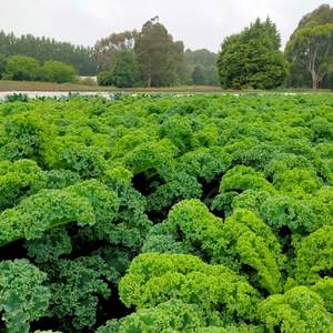 Kale Curly