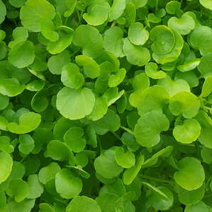 Watercress Bag (SF)
