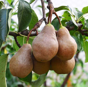 Whats In Season 1: Pears Bosc 1kg