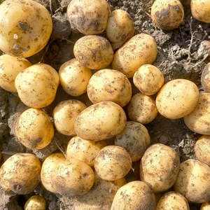 Potatoes NEW Agria 1kg