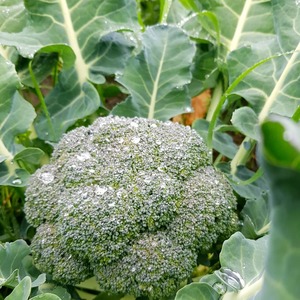 Whats In Season 1: Broccoli
