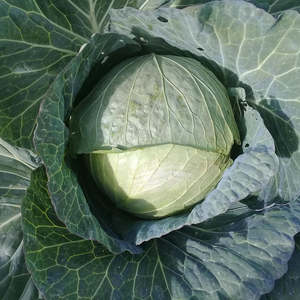 Cabbage Green