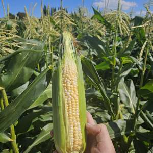 Whats In Season 1: Corn Sweet