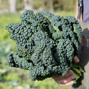 Whats In Season 1: Kale Cavolo Nero
