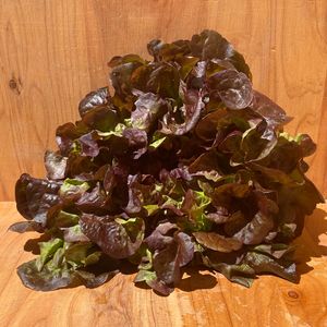 Whats In Season 1: Lettuce Oak Leaf Red (SF)