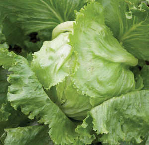 Whats In Season 1: Lettuce Iceberg